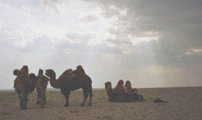 kamelgruppe